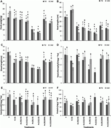 Figure 5.  (A) The effect of arsenate on fresh weight (g), (B) root length (cm), (C) shoot length, (D) total chlorophyll (mg g−1 fw), (E) carotenoid (mg g−1 fw), and (F) protein contents (mg g−1 fw) of Zea mays after 7 and 14 d treated with As and different levels of sulfur. All values are mean of four replicates ±SD and bars marked with same letters are not significantly different (Duncan's test, p<0.05)