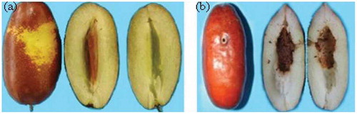 FIGURE 1 Typical surface conditions of jujube sample: (a) the intact jujubes, (b) the external insect-infested jujubes.