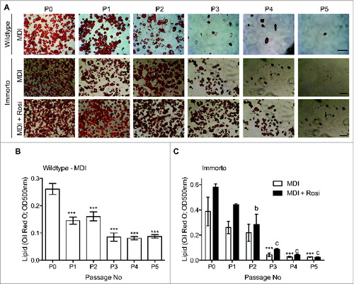 Figure 3. Passage zero (P0) through pass 5 (P5) lipid Oil Red O staining for wild type and immortalized APs. Church et al., p. 206.