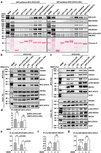 Figure 7. The ATG14 LIR motif is important for binding of the PtdIns3K-C1 complex to GABARAP and GABARAPL1, and for activation of the complex by ULK1-mediated Ser29 phosphorylation of ATG14. (a) GST affinity isolation using bead-bound GST-Atg8-family fusion proteins and lysates from HCT116 cells knocked out for ATG14 and reconstituted with WT or LIR mutated MYC-ATG14. Bead bound proteins were detected by western blots using the indicated antibodies. (b) MYC-Trap experiments performed with the indicated cell lines. Bound proteins were detected by western blots using the denoted antibodies. (c) MYC-Trap experiments performed with the indicated cell lines, incubated in starvation medium (HBSS) for 6 h or not. Bound proteins were detected by western blots using the indicated antibodies. (d-g) Relative quantifications of the data in (c), showing the relative amount of BECN1, p-S93 BECN1 and p-S29 MYC-ATG14 in the MYC precipitates. Data information: Means ± SD of 3 independent experiments. Significant P values are indicated (Student´s two-tailed, unpaired t-test). ns, not significant.