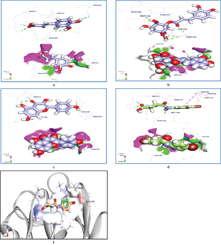 Figure 3. (a) Mapping surface and 3d representation of caffeic acid docked in (IL-1β). (b) Mapping surface and 3d representation of chlorogenic acid docked in (IL-1β). (c) Mapping surface and 3d representation of kaempferol docked in (IL1β). (d) Mapping surface and 3d representation of the co-crystalized ligand docked in (IL1β). (e) 3D representation of the superimposition of the co-crystallized (orange) and the re-docking pose (green) of the ligand in IL-1β binding site RMSD value = 0.75.