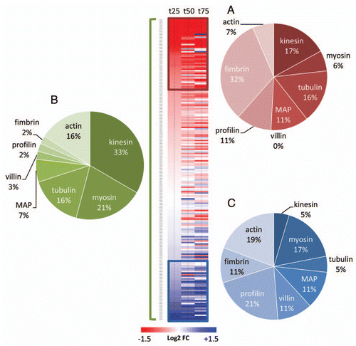 Figure 2 Analysis of transcript abundance of genes encoding cytoskeleton-related proteins during natural senescence. Fold changes (from extracted dataCitation15) are expressed as the log2 of the ratio between t25 t50 or t75 and t0. 207 genes were hierarchically clustered and 2 subclusters were defined with genes that were consistently down (red) or up (blue) regulated. The pie diagrams represent the percentage distribution of gene families within the subclusters of downregulated genes (A), of upregulated genes (C) and within the entire subset of genes covered by this study (B).