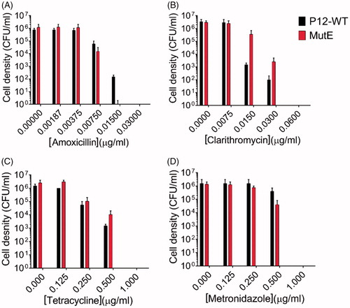 Figure 5. Sensitivity of H. pylori P12 WT and its sulphonamide-resistant mutants MutE to clinically used antibiotics amoxicillin, clarithromycin, tetracycline, and metronidazole. Error bars represent the standard error of the mean for two independent biological replicates. (A) The MIC values of both the WT strain and MutE for amoxicillin were 0.0075 µg/ml, with the MBC value for MutE (0.015 µg/ml) being 2-fold lower than for the WT strain. (B) The P12 WT strain and MutE showed very close sensitivities to clarithromycin (MIC = 0.015 µg/ml, MBC = 0.06 µg/ml). (C) The sensitivity assay for tetracycline yielded the MIC and MBC values of 0.25 µg/ml and 1 µg/ml, respectively for both the WT strain and MutE. (D) The P12 WT strain and MutE showed the same sensitivity pattern for metronidazole (MIC = 0.5 µg/ml, MBC = 1 µg/ml).