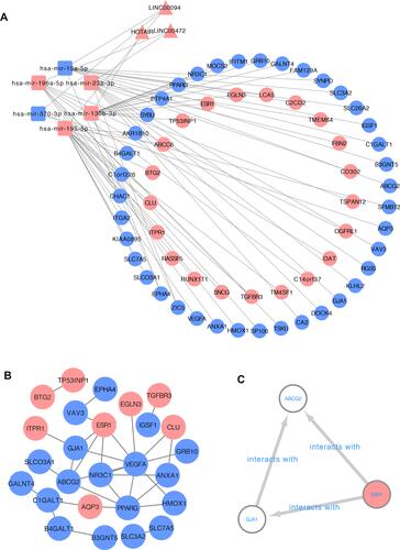 Figure 3 The construction of mRNA-miRNA-lncRNA regulatory network. (A) The network consists of 60 mRNA nodes, 6 miRNA nodes and 3 lncRNA nodes. Ellipses: mRNA, round rectangles: miRNA, triangles: lncRNAs, the red nodes: up-regulation, the blue nodes: down-regulation. (B) PPI network containing the 60 overlapping mRNA nodes. (C) Network of three hub genes extracted from the PPI network.