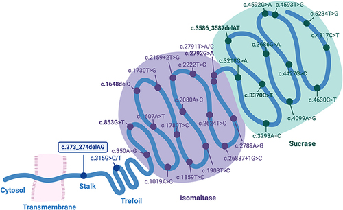Figure 2 Structure of the sucrase-isomaltase enzyme and location of genetic variants associated with congenital sucrase-isomaltase deficiency. Graphical representation of the SI enzyme depicting the pathogenic or likely pathogenic variants as defined by Leusse et alCitation26 Predicted LoF variants are defined as either introduction of stop-codon mutations, frameshift mutations, or disrupted splicing mutations, and are shown in bold. The Arctic-specific c.273_274delAG variant is highlighted. Created with BioRender.com.