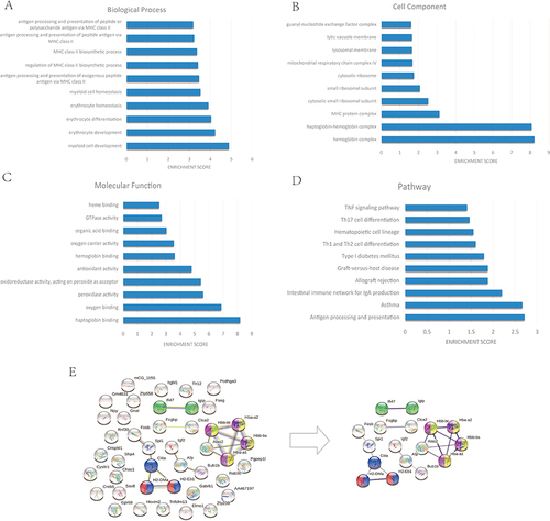 Figure 6 GO and KEGG pathway enrichment analysis and PPI analysis of the 42 differentially expressed genes. Categories and two most enriched terms: Biological processes (A, myeloid cell development and erythrocyte development), cellular components (B, hemoglobin complex, haptoglobin-hemoglobin complex) molecular function (C, haptoglobin binding, oxygen binding), and pathway enrichment (D, antigen processing and presentation, asthma). In the PPI analysis (E), yellow and purple represent globin, green represents immunity-related GTPase-like, blue represents antigen processing and presentation, and red represents major histocompatibility complex class II.