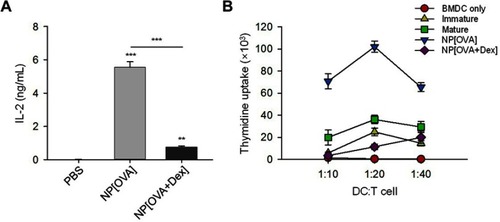 Figure 3 DCs treated with NP[OVA+Dex] are impaired in both MHC class II-restricted exogenous antigen presentation and allogeneic T cell stimulatory capacity.Notes: (A) DCs generated from bone marrow cells of BALB/c mice were treated with PBS, NP[OVA], or NP[OVA+Dex] (50 μg/mL as OVA) for 2 h. After washing and fixing, DCs were co-cultured with OVA323-339-specific DOBW cells. The supernatants were harvested and IL-2 production was measured by ELISA. The data are presented as mean ± SD of three independent experiments. (B) DCs generated from C57BL/6 mouse bone marrow cells were stimulated with IFN-γ (50 ng/mL) plus TNF-α (50 ng/mL), or treated with NP[OVA] or NP[OVA+Dex] (10 μg/mL as OVA) for 48 h. DCs were then co-cultured with T cells isolated from the spleens of BALB/c mice at the indicated ratios for 96 h. T cell proliferation was measured by the incorporation1H-thymidine added for the final 18 h of culture. **P<0.01, ***P<0.001.Abbreviations: DCs, dendritic cells; Dex, dexamethasone; ELISA, enzyme-linked immunosorbent assay; IFN-γ, interferon-γ; IL-2, interleukin-2; MHC, major histocompatibility complex; NP[OVA+Dex], nanoparticles containing ovalbumin and dexamethasone; NP[OVA], nanoparticles containing only ovalbumin; OVA, ovalbumin; PBS, phosphate-buffered saline; SD, standard deviation; TNF-α, tumor necrosis factor-α.