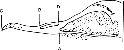 Fig. 1  Diagram of reference points (A–D) used to assess proportions of the anterior end of the skull of shearwaters. See text for full explanation.