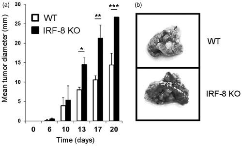 Figure 1. Melanoma growth and metastases in IRF-8 KO and WT mice. (a) WT and IRF-8 KO mice were injected SC with 0.8 × 106 B16.F10 melanoma cells and tumor size measured thereafter. Bars represent mean tumor diameter (± SD). One representative experiment of seven is shown. *p < 0.05, **p < 0.01, ***p < 0.001. (b) WT and IRF-8 KO mice were injected IV with B16.F10 cells (1.5 × 106) and euthanized 5 days later for enumeration of lung metastatic foci. Photographs of representative isolated lungs show foci (indicated by dark areas inside lung tissue).