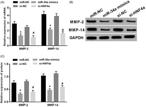 Figure 4. Overexpression of miR-34a or knockdown of HNF4α inhibited MMP-2 and MMP-14 expression in SH-SY5Y cells. (A) mRNA expression of MMP-2 and MMP-14 in SH-SY5Y cells; (B) MMP-2 and MMP-14 protein electrophoresis in SH-SY5Y cells; (C) expression levels of MMP-2 and MMP-14 proteins in SH-SY5Y cells. Note: Compared with the miR-NC group,*p < .05; compared with si-NC group, #p < .05.