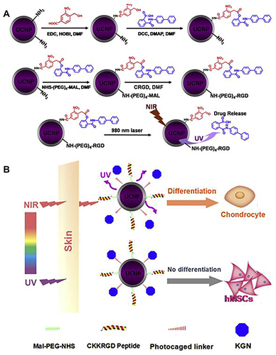 Figure 4 Schematic illustration of synthesis of UCNPs nanocarriers for tissue penetration of NIR-triggered release of KGN to induce the chondrogenic differentiation of stem cells in vitro and in vivo. (A) The synthesis of UCNP nanocarriers and NIR trigger release KGN of UCNP nanocarriers. (B) Near-infrared light penetrates the skin compared to ultraviolet light for trigger release KGN from UCNP nanocarriers.
