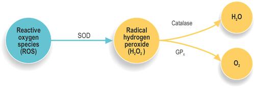 Figure 4 Ozone promotes cellular adaptation to oxidative stress activating antioxidant endogen mechanisms.