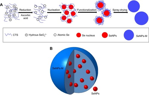 Scheme 1 The preparation process (A) and the expected structure (B) of SeNPs-M. In brief, CTS and Vc were dissolved in acetic acid solution. Consequently, aqueous sodium selenite was slowly added to the CTS/Vc solution, resulting in atomic Se. Atomic Se nucleated to form Se nucleus, and the Se nucleus assembled into SeNPs. The mixture of aqueous CTS and SeNPs was spray-dried to obtain spherical SeNPs-M.Abbreviations: Se, selenium; SeNPs-M, selenium nanoparticles-loaded chitosan microspheres; CTS, chitosan; Vc, ascorbic acid; SeNPs, selenium nanoparticles.