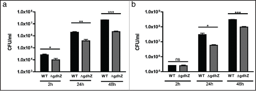 Figure 3. GdhZ is required for efficient replication of Brucella abortus inside murine raw macrophages. Internalization and intracellular replication of B. abortus wild-type and ΔgdhZBa cells into murine raw macrophages. RAW 264.7 macrophages were cultured at 37 °C (5 % CO2 atmosphere) in DMEM (Invitrogen) supplemented with 10% fetal bovine serum (Gibco), 4.5 g/L glucose, 1.5 g/L NaHCO3 and 4 mM glutamine. Cultures of Brucella were prepared in DMEM at a multiplicity of infection of 50. Bacteria were centrifuged at 400 x g for 10 min at 4 °C and then incubated for 1 hr at 37 °C (5 % CO2 atmosphere). Cells were washed twice with fresh medium and then incubated in medium supplemented with 50 μg/ml gentamicin to kill extracellular bacteria. Prior to infections, bacteria were grown in (a) 2YT or (b) 2YT + 0.2 % glucose. The significant pairwise comparisons are indicated for p < 0.5 (*), p < 0.01 (**) and p < 0.001 (***) in Student t-tests.