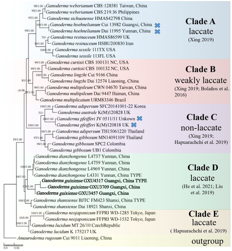 Figure 1. Phylogenetic tree (Bayesian tree) obtained from the DNA sequence data of LSU, ITS, and RPB2 datasets. Bootstrap values from maximum parsimony (MP, left) greater than 50% and Bayesian posterior probabilities (BPPs, right) greater than 0.95 are indicated above the nodes as MPBS/PP. The tree is rooted with Amauroderma rugosum Cui 9011. Newly recorded species are indicated in bold. Clades of phylogenetic tree with different colors indicated that those species had laccate or not, and references were noted below. The X-mark indicated that the species didn’t possess this characteristic.