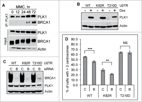Figure 3. BRCA1 functions upstream of PLK1 in promoting mitomycin C-induced centrosome amplification. (A) MMC induces interaction between BRCA1 and PLK1. U2-OS cells were either left untreated (0 hr) or treated with 0.5 μM MMC for the indicated time. Equal amounts of lysate were used for IP with a monoclonal antibody against PLK1. (B–D) Expression of the constitutive active PLK1 rescues the centrosome amplification defects in BRCA1 depleted cells. Three different U2-OS cell lines expressing different PLK1 variants (WT: wild-type PLK1; K82R: kinase dead PLK1; T210D: constitutively active PLK1) under the control of a doxycycline (Dox)-inducible promoter were first transfected with either Control siRNA (C) or siRNA against BRCA1 (BRCA1-pool, B). Dox was added to one set of the cells to induce the expression of PLK1 variants (+). The induction of PLK1 (B) and the knockdown efficiency of BRCA1 (C) were monitored by western blot. In addition, cells were treated with 0.5 μM MMC for 72 hours, then fixed in methanol and stained with antibodies against γ-Tubulin. More than 300 cells were counted and the percentage of cells with more than 2 centrosomes was quantified (D). All error bars are standard deviation obtained from 4 different experiments. Standard 2-sided t test: **P < 0.01, ***P < 0.001. NS, not significant.