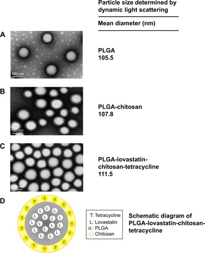Figure 1 TEM photographs of (A) PLGA, (B) PLGA-chitosan, and (C) PLGA-lovastatin-chitosan-tetracycline nanoparticles. (D) The schematic diagram of PLGA-lovastatin-chitosan-tetracycline nanoparticles.Abbreviations: PLGA, poly(d,l-lactide-co-glycolide acid); TEM, transmission electron microscopy.