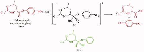 Figure 27. Esterolysis of long chain ester [Citation50].