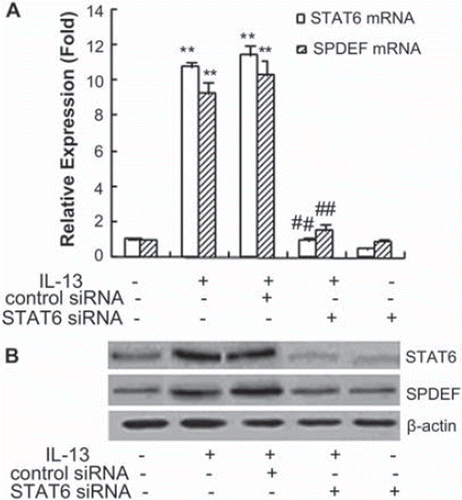 Figure 6. Effects of STAT6 on IL-13-induced SPDEF gene expression and protein production. The mRNA and protein expression of SPDEF and STAT6 were detected by real-time PCR (A) and Western blotting (B), as described in Materials and Methods. **p < .01, compared with the untreated group; ##p < .01, compared with IL-13-stimulated and IL-13 + SPDEF control siRNA. Data are shown as mean ± SD of three independent experiments.