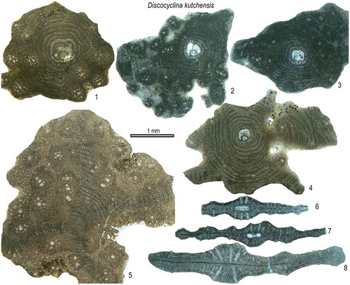 Figure 14. Equatorial and axial sections of D. kutchensis from the Fulra Limestone. 5, microspheric; others, megalospheric. 1: FUL6–51, 2: FUL6–131, 3: FUL6–132, 4: FUL13–145, 5: FUL6–59, 6: FUL6–123, 7: FUL6–127, 8: FUL6–102.