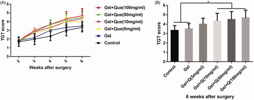 Figure 5. TGT scores in the control group, blank hydrogel group, 5 mg/mL quercetin-loaded hydrogel group, 10 mg/mL quercetin-loaded hydrogel group, 50 mg/mL quercetin-loaded hydrogel group, and 100 mg/mL quercetin-loaded hydrogel group 2–6 weeks after surgery (n = 6). (A) TGT scores measured 2–6 weeks after surgery in the 6 groups; (B). TGT scores 6 weeks after surgery in the 6 groups (n = 6, *p < .05).