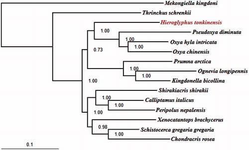 Figure 1. The BI phylogenetic tree of the Hieroglyphus tonkinensis in this study and other 13 related species and 2 outgroup taxa based on mitochondrial PCGs concatenated dataset. Note: Mekongiella kingdoni: NC_023921; Thrinchus schrenkii: NC_014610. The 2 outgroup taxa belong to Acridoidea. Hieroglyphus tonkinensis: KX170936; Pseudoxya diminuta: NC_025765; Oxya hyla intricata: KP313875; Oxya chinensis: NC_010219; Prumna arctica: NC_013835; Ognevia longipennis: NC_013701; Kingdonella bicollina: NC_023920; Shirakiacris shirakii: NC_021610; Calliptamus italicus: NC_011305; Peripolus nepalensis: NC_029135; Xenocatantops brachycerus: NC_021609; Schistocerca gregaria gregaria: NC_013240; Chondracris rosea: NC_019993. The 13 related species all belong to Acrididae.