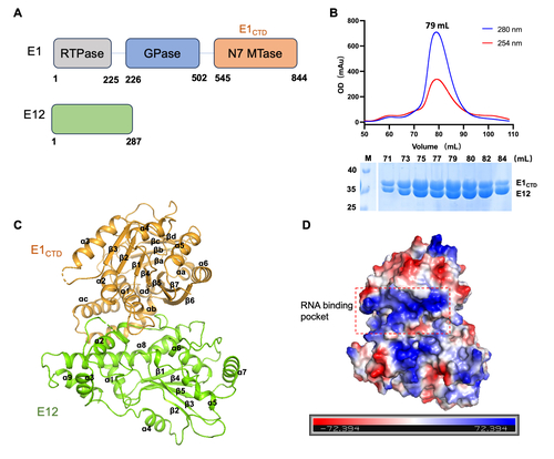 Figure 1. Crystal structure of the MPXV E1CTD-E12 complex. (A) The domain architectures of E1 and E12 protein. The RTPase, GPase, and N7 MTase domains (denoted as E1CTD) of MPXV E1 are colored in gray, blue, and orange, respectively. E12 is colored in green. (B) Size-exclusion chromatographic profile and SDS-PAGE result of the E1CTD-E12 complex on a Superdex200 16/300 column. M: protein marker. (C) A ribbon representation of the E1CTD-E12 complex structure, showing 14 α-helices and 23 β-sheets. The E1CTD and E12 are colored in orange and green, respectively. (D) The electrostatic potential surfaces of the E1CTD-E12 complex. Red indicates negative potential, and blue indicates positive potential.