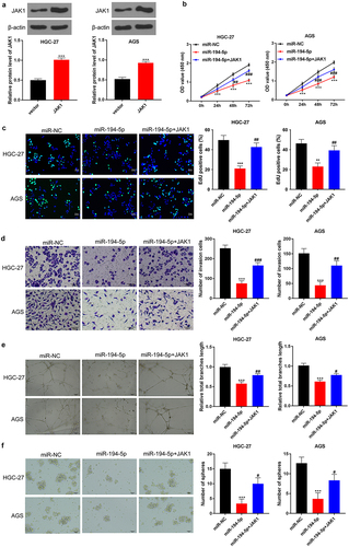 Figure 6. JAK1 overexpression partially reversed the inhibition of miR-194-5p on the malignant phenotype of GC cells.