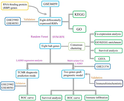 Figure 2. Flowchart of design of this study. RBPs: RNA-binding proteins; KEGG: Kyoto Encyclopedia of Genes and Genomes; GO: Gene Ontology; SVM-RFE: support vector machine recursive feature elimination; GSVA: gene set variation analysis; TCMR: T cell mediated rejection; LASSO: least absolute shrinkage and selection operator; ROC: receiver operating characteristic.