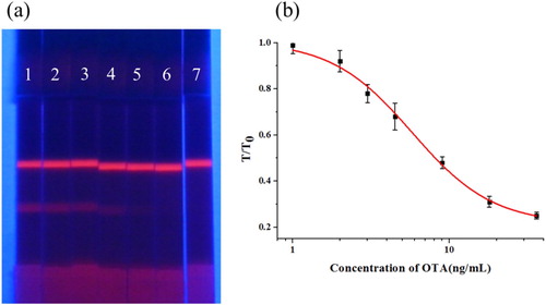 Figure 5. Sensitivity test of strip. (a) Detection of OTA in rice flour samples using the FM-ICTS. (1 = 0 ng/mL, 2 = 0.5 ng/mL, 3 = 1 ng/mL, 4 = 2 ng/mL, 5 = 4 ng/mL, 6 = 8 ng/mL and 7 = 16 ng/mL). (b) The calibration curve obtained by a strip reader. The X-axis is shown as the concentrations of OTA; and the Y-axis is shown as the T/T0 value, which is defined as the ratio of the optical density of the positive sample to that of the negative sample.