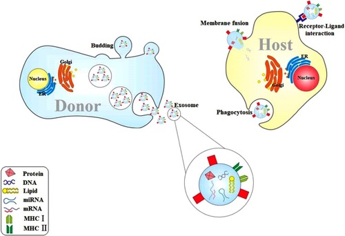 Figure 2 Host cells usually release EVs in response to the environmental changes such as contact with parasites or their products. EVs contain DNA, messenger RNA, MicroRNA, proteins and lipids, and express MHC I and II. EVs are released via budding and vesicle cargo. EVs may affect the recipient cell through direct fusion, receptor–ligand interaction, as well as phagocytosis.Abbreviations: EVs, extracellular vesicles; MHC, major histocompatibility complex; ER, endoplasmic reticulum; mRNA, messenger RNA; miRNA, micro RNA.