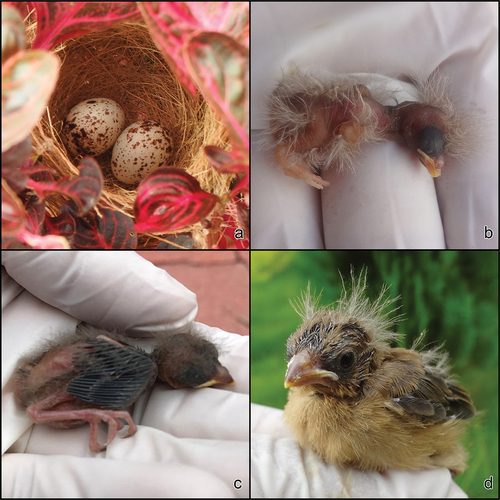 Figure 10. Nests of Chestnut-bellied Seedeater Sporophila castaneiventris, Tundayme, Zamora Chinchipe. Nest 1: 24 March 2019. (a) Eggs. Nest 2: 5 January 2020. (b) Chick just hatching. (c) 6th day, 10 January 2020. Nest 3: 2 January 2020. (d) the developing chick looks similar to an adult female. Photos MCR.