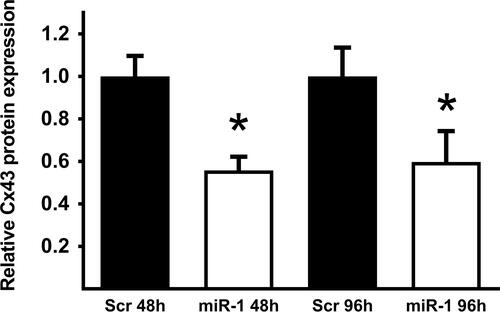 Figure 2 Protein expression level of Connexin 43 (Cx43) in U87 cells 48 h and 96h after transfection with scrambled microRNA-mimic (Scr) or microRNA-1 mimic (miR-1). Determined by Western blot analysis; n=3, *p < 0.05.