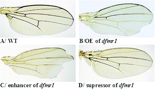 Figure 1. Wing phenotypes of flies with different genotypes: wild-type wing (A); overexpression of dfmr1 causes ‘notched’ wing phenotype (control) (B); enhancer wing phenotype (C); suppressor wing phenotype (D); overexpression of rok (E); overexpression of sgg (F).
