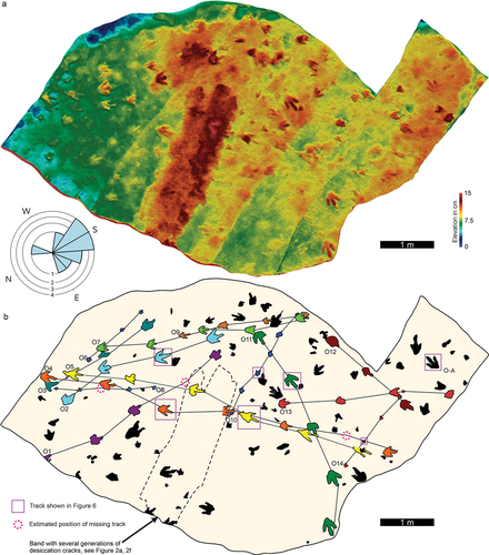 Figure 4. Footprint-bearing overhang with at least 125 tracks as natural casts on a lower bedding plane of a sandstone layer at the TY tracksite. a. False-colour height map generated from the height-mapping of the photogrammetric model of the surface. b Interpretative outline map of (a). The map is shown in its in situ convex hyporelief, cast or underside aspect, and not reversed to restore top view aspect of impressions on the original track-bearing surface. The rose diagram indicates the prevalent directions of travel, with inner circles indicating the number of trackways in each bin. Maps also show that 60 tracks form 14 trackways (O1–O14) of mostly large and a few small tridactyl dinosaurs. Note the multiple generations of desiccation cracks (see .Figure 2a, f) and that trackway O5 preserves deeper footprints with impressions of up to four digits. Non-trackway forming tracks are black. For the location of the overhang within the tracksite, see Figure 1d.