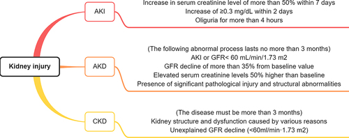 Figure 1 Classification of kidney injury. AKI was defined as a more than 50% rise in serum creatinine within 7 days, an increase of ≥ 0.3 mg/dL within 2 days, or oliguria for more than 4 hours. AKD is manifested by AKI or glomerular filtration rate (GFR) < 60 mL/min/1.73 m2, or a GFR decline of more than 35% from baseline value, or elevated serum creatinine levels (50% higher than baseline), or the presence of significant pathological injury and structural abnormalities, and the entire abnormal process lasts for less than 3 months. CKD refers to kidney structure and dysfunction caused by various reasons, or unexplained GFR decline (<60mL/min·1.73 m2); and the disease must be more than 3 months. Note: AKI, acute kidney injury; AKD, acute kidney disease; CKD, chronic kidney disease; GFR, glomerular filtration rate.