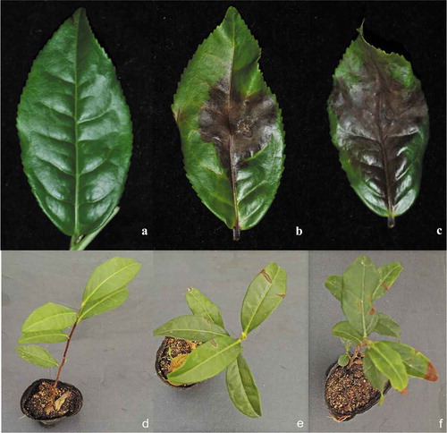Fig. 3 (Colour online) Pathogenicity results. a, d, Control b, Necrotic lesions obtained after 7 days of inoculation by Lasiodiplodia pseudotheobromae (isolate JZB313005) in the detached leaf tests c, Necrotic lesions obtained after 7 days of inoculation by Lasiodiplodia theobromae (isolate JZB313001) in the detached leaf tests e, Necrotic lesions obtained after 21 days of inoculation by L. pseudotheobromae (isolate JZB313005) in the attached leaf tests f, Necrotic lesions obtained after 21 days of inoculation by Lasiodiplodia theobromae (isolate JZB313001) in the attached leaf tests.