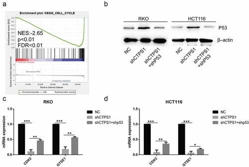 Figure 6. Related mechanisms of CTPS1. (a) GSEA enrichment analysis found that CTPS1 was involved in the regulation of cell cycle. The legend was described as Figure 5a. (b) Western blot assay showed that the shCTPS1 group promoted the expression of p53 protein, while shCTPS1+ shP53 group decreased the expression of p53 compared with the shCTPS1 group. (c) The RT-PCR assay showed that the shCTPS1 group inhibited the expression of GTSE1 and CDK2, and shCTPS1+ shP53 group attenuated the inhibitory effect of shCTPS1 group on GTSE1 and CDK2. (*p < 0.05, **p < 0.01, *** p < 0.001)。.