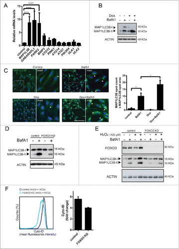 Figure 4. FOXO3 reduces ROS levels by activation of autophagy in hMSCs. (A) Activation of FOXO3 induces expression of genes involved in autophagy in hMSCs. hMSC-FOXO3-(A3) were treated with doxycycline (1 µg/ml) for 8 h and analyzed for the expression of indicated genes using qRT-PCR. Data of 3 independent experiments are presented as mean +/− SEM. ****p < 0.0001. The data are presented as fold increases relative to untreated control. (B) FOXO3 upregulates autophagy in hMSC. MAP1LC3B-I and II levels analyzed by western blot. Actin is used as loading control. (C) FOXO3 induces formation of MAP1LC3B positive autophagosomes. hMSC- FOXO3-(A3) were treated with doxycycline (1 µg/ml) for 16 h with and without BafA1 (20 nM). Cells were fixed and stained for MAP1LC3B. MAP1LC3B puncta were analyzed by fluorescence microscopy (array scan). Left panel: Representative pictures showing MAP1LC3B staining in green and DAPI positive nuclei in blue. Arrow heads indicate the MAP1LC3B positive autophagosomes. Right panel: Array scan quantification based on spot count and area of the spot. Quantification of data from 2 independent experiments performed in quadruplicates is shown as mean +/− SEM. *p < 0.05. (D) Knockdown of FOXO3 results in lower levels of MAP1LC3B-II in hMSC. hMSC-TERT were transfected with control or FOXO3 siRNA follow by BafA1 (20 nM) treatment for 16 h. MAP1LC3B-I and II levels analyzed by western blot are shown. Actin is used as loading control. Representative results of 3 independent experiments are shown. (E) Knockdown of FOXO3 inhibits H2O2-meadiated increase in MAP1LC3B-II levels. hMSC-TERT were transfected with control or FOXO3 siRNA followed by 16 h treatment with H2O2 (50 µM) in the presence or absence of BafA1 (20 nM) for 16 h and lysed directly after the treatment. FOXO3, MAP1LC3B-I and II levels analyzed by western blot are shown. Actin is used as loading control. Representative results of 3 independent experiments are shown. (F) Knockdown of FOXO3 results in a decrease of autophagocytic vesicles in hMSC. hMSC-TERT were transfected with control or FOXO3 siRNA followed by H2O2 (100 uM) treatment with and without HCQ (20 uM) for 16 h and analyzed directly after treatment. Autophagocytic vesicles were quantified using Cyto-ID dye-based flow cytometry analysis. Left panel: FACS plots, Right panel: quantification of the Cyto-ID mean fluorescence intensity. The data are presented as fold increase relative to untreated control. Data of 2 independent experiments are shown as mean +/− SEM.