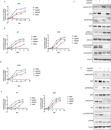 Figure 4. Lapatinib combination with MEK or PI3K inhibitors induces synergistic growth inhibition in HER2-L755S mutant cells. (a and b) Cell proliferation of indicated MCF10A cells treated with lapatinib (5uM for L755S, 350nM for WT and del.16), AZD6244 (1uM for L755S, 400nM for WT and del.16), or in combination as indicated. Representative data are expressed as log2-fold change normalized to day 0 of three technical replicates. (c) Western blotting showing the expression of HER2, EGFR, MEK1/2 and p42/44 MAPK in MCF10A bearing HER2-L755S treated with MEK inhibitor AZD6244 (1uM) and lapatinib (1uM) for 24 h. (d and e) Cell proliferation of indicated MCF10A cells treated with lapatinib (5uM for L755S, 350nM for WT and del.16), GDC0941 (1uM for L755S, WT and del.16), or in combination as indicated. Representative data are expressed as log2-fold change normalized to day 0 of three technical replicates. (F) Western blotting showing the expression of HER2, EGFR, AKT and p70S6K in MCF10A bearing HER2-L755S treated with PI3K inhibitor GDC0941 (1uM) and/or lapatinib (1uM) for 24 h.