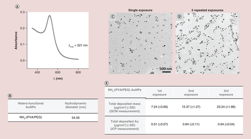 Figure 2. Characterization of aerosolized Au nanoparticles. (A) UV-visible spectra of the aerosolized ATTO590 NH2-(polyvinyl alcohol/PEG)AuNPs using air–liquid interface cell exposure system system. (B) Hydrodynamic diameter of the aerosolized AuNPs. (C) Transmission electron microscopy images of deposited AuNPs following single or (D) three repeated aerosolization (scale bar for both images: 500 nm). Total deposition (mass per surface area) of aerosolized AuNPs upon single or repeated administration as measured by the quartz crystal microbalance and the inductively coupled plasma spectroscopy.ICP: Inductively coupled plasma; NP: Nanoparticle; QCM: Quartz crystal microbalance.