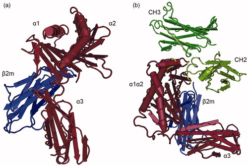 Figure 1. Crystal structure of FcRn and the FcRn--IgG Fc complex. (a) FcRn is a heterodimeric molecule consisting of a heavy chain with the three extracellular domains (shown in brown) that non-covalently associate with beta-2-microglobulin as a light chain (blue). Although the tertiary structure of FcRn resembles an MHC class I molecule, the binding sites where peptides bind to MHC class I molecules are inaccessible in FcRn. Human FcRn and human β2m are shown. (b) At acidic pH, FcRn (brown) binds to the CH2-CH3 hinge region of IgG (green). Critical amino acids in FcRn for the binding to the Fc fragment are highlighted in yellow. Rat FcRn and a rat Fc fragment are shown. Crystal structures were generated with Cn3d based on the protein data bank (PDB) ID 1EXU (West and Bjorkman, Citation2000) and 1FRT (Burmeister et al., Citation1994b).