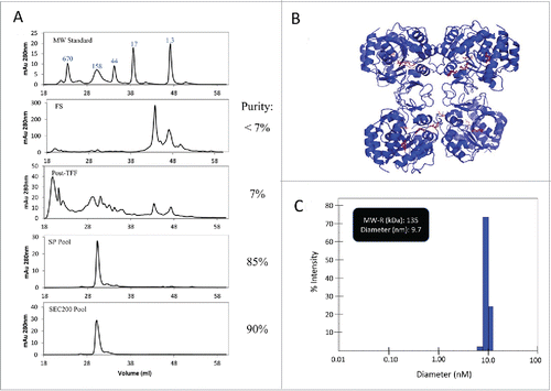 Figure 6. HPLC-SEC and DLS characterization of LdNH36-dg2. (A) HPLC-SEC chromatographs of in-process samples are shown with the molecular weight standard in the top chromatograph and corresponding MW of peaks labeled in kDa.  LdNH36-dg2 is present at retention time of 30 minutes corresponding to a MW of 132 kDa, demonstrating that LdNH36-dg2 is a tetramer in solution. The predicted structure of the molecule as a tetramer is shown in (B) with the mutated glutamines highlighted in red. (C) DLS results of the purified LdNH36-dg2 (SEC200 Pool) are presented as % intensity and demonstrate a similar MW (135 kDa).  The polydispersity is 13.2%, indicating a monodisperse purified LdNH36-dg2.