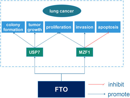 Figure 3 The specific mechanisms of FTO in lung cancer. FTO obviously promoted lung cancer cell colony formation, proliferation, invasion and tumor growth and inhibited apoptosis via promoting the expression of USP7 and MZF1.