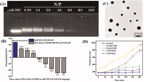 Figure 2. (A) Gel electrophoresis assay of siR-93C@PAMAM nanocomplex at different N/P ratios. (B) Zeta potentials of HA-SeSe-COOH/siR-93C@PAMAM with different mass ratios of HA-SeSe-COOH to siR-93C@PAMAM. (C) TEM image of HA-SeSe-COOH/siR-93C@PAMAM (with the ratio of 3/1). (D) Particle size of HA-SeSe-COOH/siR-93C@PAMAM under different GSH and ROS conditions.