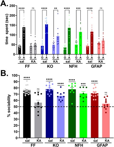 Figure 3. Panx1 dependence of social behavior deficits induced by early life seizures. (A) Means ± sem values of the time that 2 months old Panx1f/f (FF), global Panx1 knockout (KO), NFH-Cre:Panx1f/f (NFH), and GFAP-Cre:Panx1f/f (GFAP) mice, injected with saline (Sal) and kainic acid (KA) at age P21, spent with an object (O) and with a conspecific (A) measured during the three-chamber test. ****p < 0.0001, ***p = 0.0001, **p = 0.007, ns = not significant (two ways ANOVA followed by šidák’s multi-comparison test). (B) Means ± sem values of the sociability (percent time spent with conspecific to the total time spent with object and conspecific) obtained from 17 FFsal, 11 FFKA, 12 KOsal, 10 KOKA, 10 NFHsal, 8 NFHKA, 13 GFAPsal, 11 GFAPKA mice. ****p < 0.0001, ***p = 0.0003 (one sample t-test).