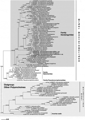 Figure 10. Phylogenetic tree of the order Dactylogyridea based on 18S rDNA sequences. Numbers associated with nodes represent posterior probabilities and maximum likelihood bootstrap values, respectively (only values above 0.80–75 are shown). Sequences obtained in the present work are in bold.