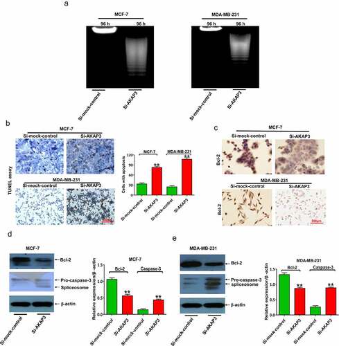 Figure 4. AKAP3 knockdown induces cell apoptosis in MDA-MB-231 and MCF-7 cells. (a) The DNA ladder assay shows enhanced nuclear DNA degradation in apoptotic BC cells and a drastic decrease in total DNA at 96 h. (b) TUNEL assay shows fewer apoptotic cells (brown) in si-AKAP3-transfected cells versus empty vector (sh-NC) transfected cells (200× magnification). (c) IHC assay reveals Bcl-2 protein expression in si-AKAP3-transfected versus sh-NC cells (200× magnification). (d, e) Immunoblotting assay reveals lower Bcl-2 expression and higher caspase-3 expression in si-AKAP3-transfected versus sh-NC cells. *P < 0.05 and ** P < 0.01 vs. mock control.