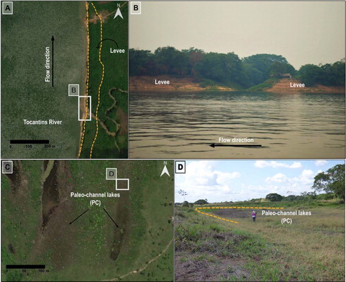 Figure 6. Geomorphic features of the floodplain. Location of photos and images in Figure 2(C): (A) Levee within the proximal floodplain; (B) Levee located on the right bank of the main channel and covered by arboreal vegetation; (C) Lakes formed by paleo-channels within the floodplain; (D) Field view of paleo-channel. Figure (A) and (B) with images from Digital Globe, GeoEye, change updated: August 8, 2019 to Accessed: August 8, 2019.