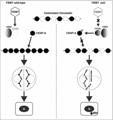 Figure 1. A schematic model of FBW7 defects leading to Cyclin E1 overexpression, CENP-A Ser18 hyper-phosphorylation and chromosomal instability. In FBW7 wild-type cells, CENP-A is successfully deposited at centromeres in late mitosis and early G1 cell cycle phases in the absence of ectopic Cyclin E1/CDK2 activity. In contrast, FBW7 null cells accumulate Cyclin E1, and Cyclin E1 itself is frequently amplified in many cancers. Excessive Cyclin E1/CDK2 activity promotes aberrant CENP-A phosphorylation at the Ser18 residue, reduced CENP-A deposition at the centromere, lagging chromosomes and bridges in mitosis, and micronuclei (MN) formation associated with tumor progression.